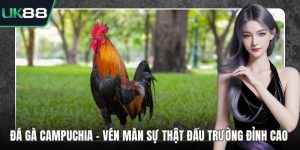 Đá Gà Campuchia - Vén Màn Sự Thật Đấu Trường Đỉnh Cao