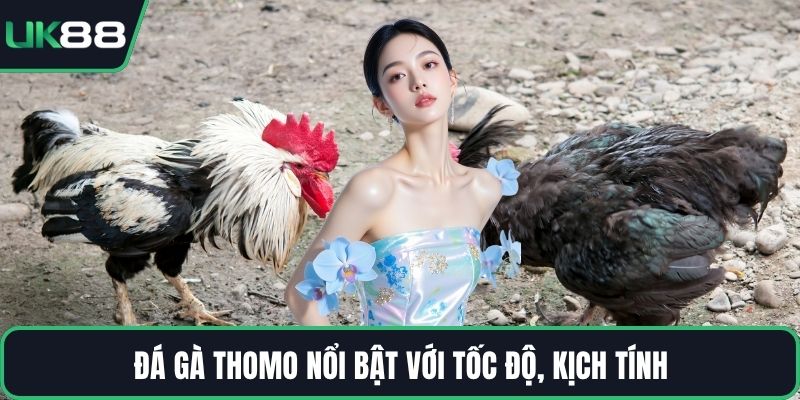 Đá gà Thomo nổi bật với tốc độ, kịch tính