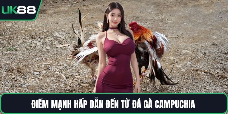 Điểm mạnh hấp dẫn đến từ đá gà Campuchia